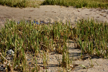 Wild Marsh Grass Growing on a Sandy Beach