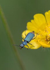 Blue metallic bug on yellow flower macro