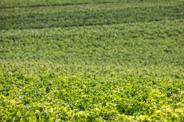 Planting a vineyard near Kibbutz Harel, month of May