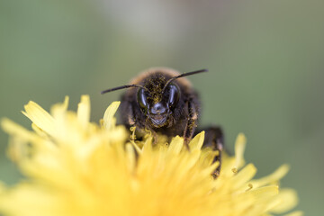 Humblebee macro face insect close up on dandelion