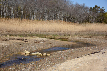 Saltwater Marsh and a Tidal Stream Along a Beach