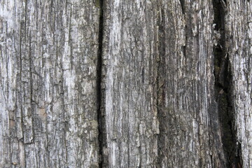 background texture of an old tree with cracks wood. Nature's natural background