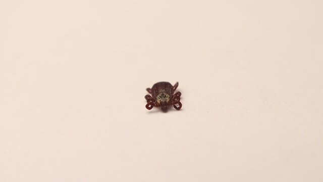 Female tick dying from Permethrin that use against ticks.
tick dies from an insecticide, acaricide resistance in fleas and ticks.
Pest Control Ticks.
parasite isolated on white background.
veterinary