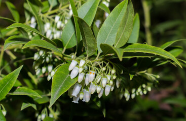 Florida Leucothoe, Florida Hobblebush, Coastal Leucothoe, Pipestem, Tall Fetterbush. Agarista, or...