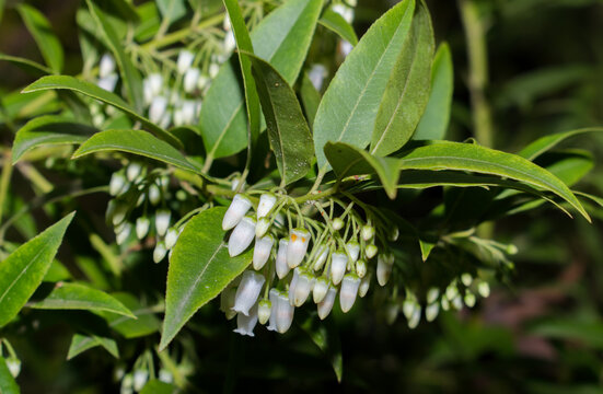 Florida Leucothoe, Florida Hobblebush, Coastal Leucothoe, Pipestem, Tall Fetterbush. Agarista, or Florida Leucothoe, is a tall (8-12&prime;), evergreen, shade-loving shrub, well suited to our hot and humid