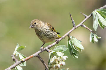 sparrow on a branch