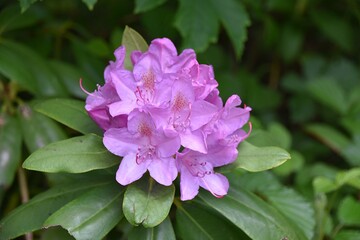 Piekny Rhododendron kwitnacy wiosna w parku