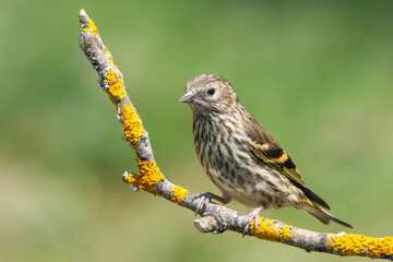 female house sparrow passer domesticus