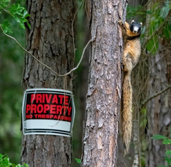 Sherman's fox squirrel (Sciurus Niger Shermani), Florida native, protected and threatened, black and tan colors, long bushy tail, on pine tree with no trespassing sign, selective focus