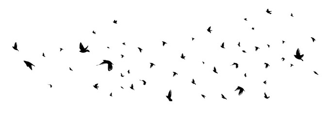 A flock of flying birds. Vector illustration
