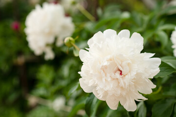 White peonies grow in the garden
