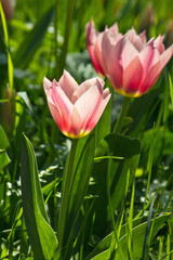 Rosa Tulpen auf der Wiese