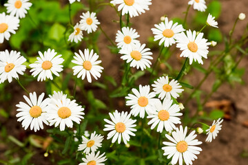 White daisies bloom in the garden in summer
