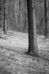 Krajobraz, las, drzewa, dęby © Andrzej Michaluk
