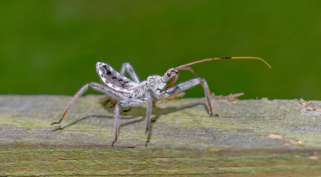 Juvenile Wheel Bug (Arilus Christantus), A Species Of Assassin Bug. Long Beak-like Mouth Parts Pierce Prey And Suck Out Insides. Bite Can Be Painful. Crawling On Aged Wood, Green Bokeh Background