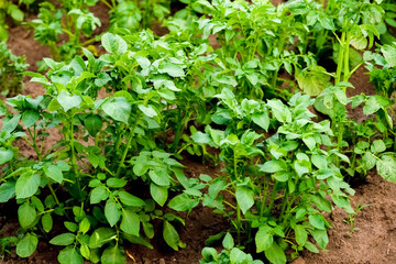 New potatoes grow in a garden bed. Potato tops