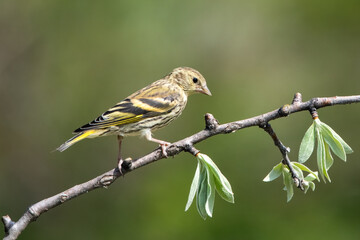 robin on branch