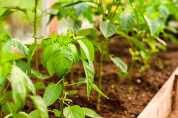 Young pepper grows in a greenhouse in the garden. Pepper leaves
