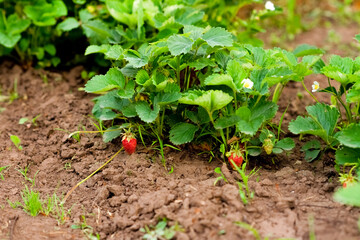 The first fruits of strawberries in the garden. Strawberry berries and leaves