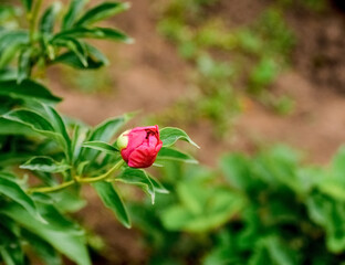 Red peonies grow in the garden