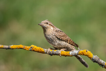 Boyunçeviren » Eurasian Wryneck » Jynx torquilla