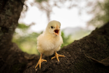 pollito amarillo