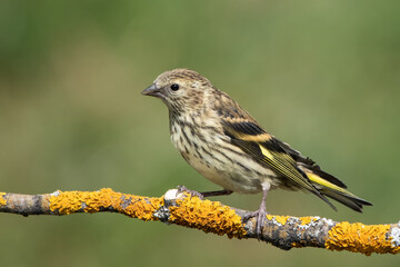 female house sparrow