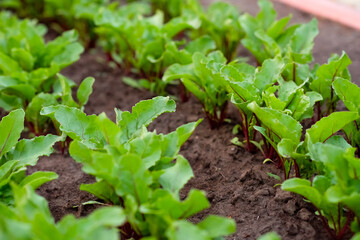 Beetroot grows in the garden, beet leaves