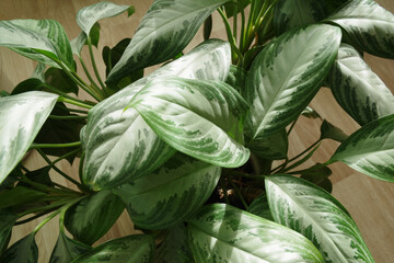 Exotic houseplant Dieffenbachia in pot. Close-up of a green dieffenbachia leaves. Potted plant in a room or office.
