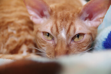 Cornish Rex cat is lying on a sofa. Cat breed. Striped red cat portrait.