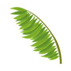 palm tree leaves