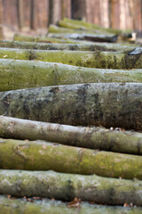 stos drewna w lesie, ścinka drzew