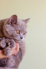 British young cat. Photo session.