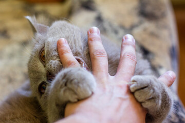 British young cat. Photo session.