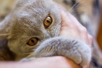 British young cat. Photo session.
