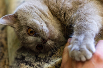 British young cat. Photo session.