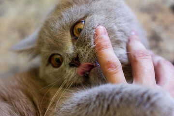 British young cat. Photo session.