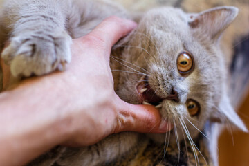 British young cat. Photo session.