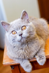 British young cat. Photo session.