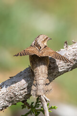 Boyunçeviren » Eurasian Wryneck » Jynx torquilla