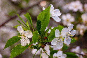 The flowers in the trees have blossomed. Fruits will begin to form soon