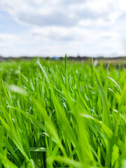 Fototapeta na wymiar Green grass under blue sky. Grass in the meadow. Green grass field. Natural background in open space