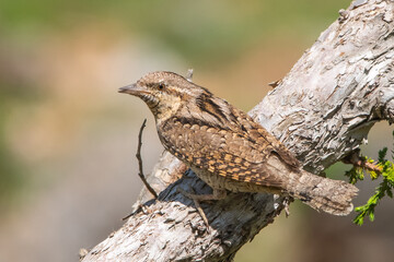Boyunçeviren » Eurasian Wryneck » Jynx torquilla
