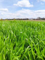 Fototapeta premium Green grass under blue sky. Grass in the meadow. Green grass field. Natural background in open space