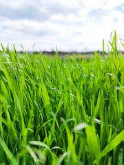 Green grass under blue sky. Grass in the meadow. Green grass field. Natural background in open space