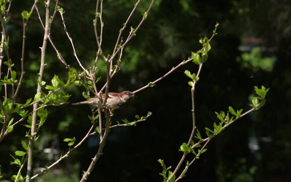 Full 2KHD Slow Motion Sparrow flying/feeding/nesting.