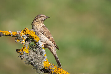 Boyunçeviren » Eurasian Wryneck » Jynx torquilla