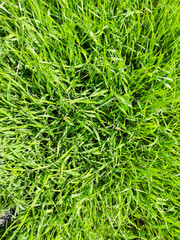 Green grass texture. Grass pattern. Fresh green wheatgrass as background. Top view