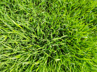 Green grass texture. Grass pattern. Fresh green wheatgrass as background. Top view