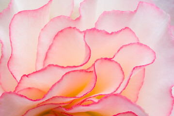 pink ruffled rose petals